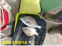 동삼어촌계 유어장 낚시터 3월 29일 조황입니다.