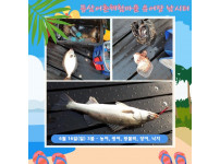 동삼어촌체험마을 유어장 좌대낚시터 2024년 6월 16일 조황입니다.